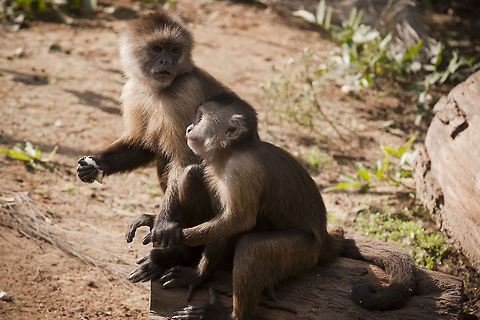 Wedge-capped capuchin