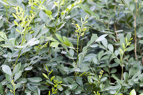 Murraya paniculata  Geotagged,Israel,Murraya paniculata