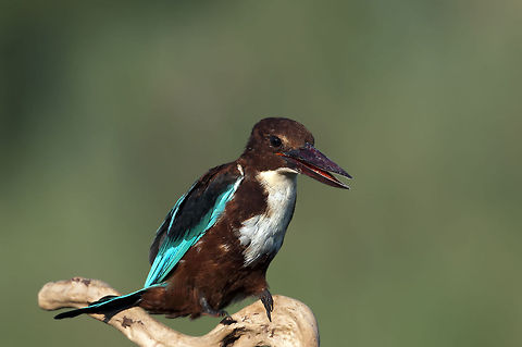 White-throated Kingfisher  Geotagged,Halcyon smyrnensis,Israel,White-throated Kingfisher