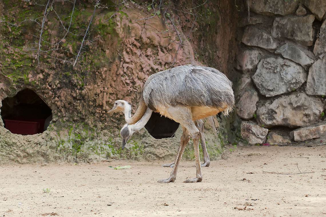 Rhea americana  Geotagged,Greater Rhea,Israel,Rhea americana