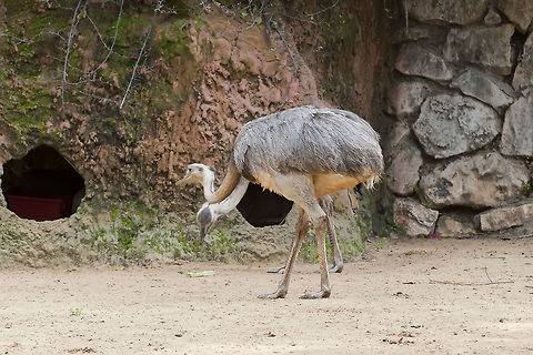 Rhea americana  Geotagged,Greater Rhea,Israel,Rhea americana