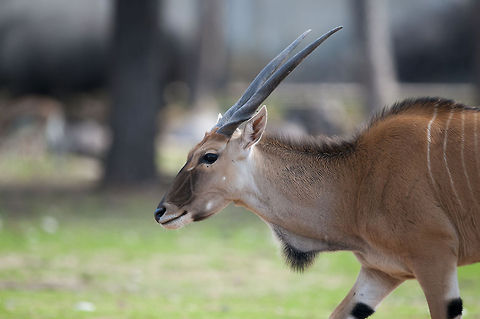 Eland  Common eland,Geotagged,Israel,Taurotragus oryx