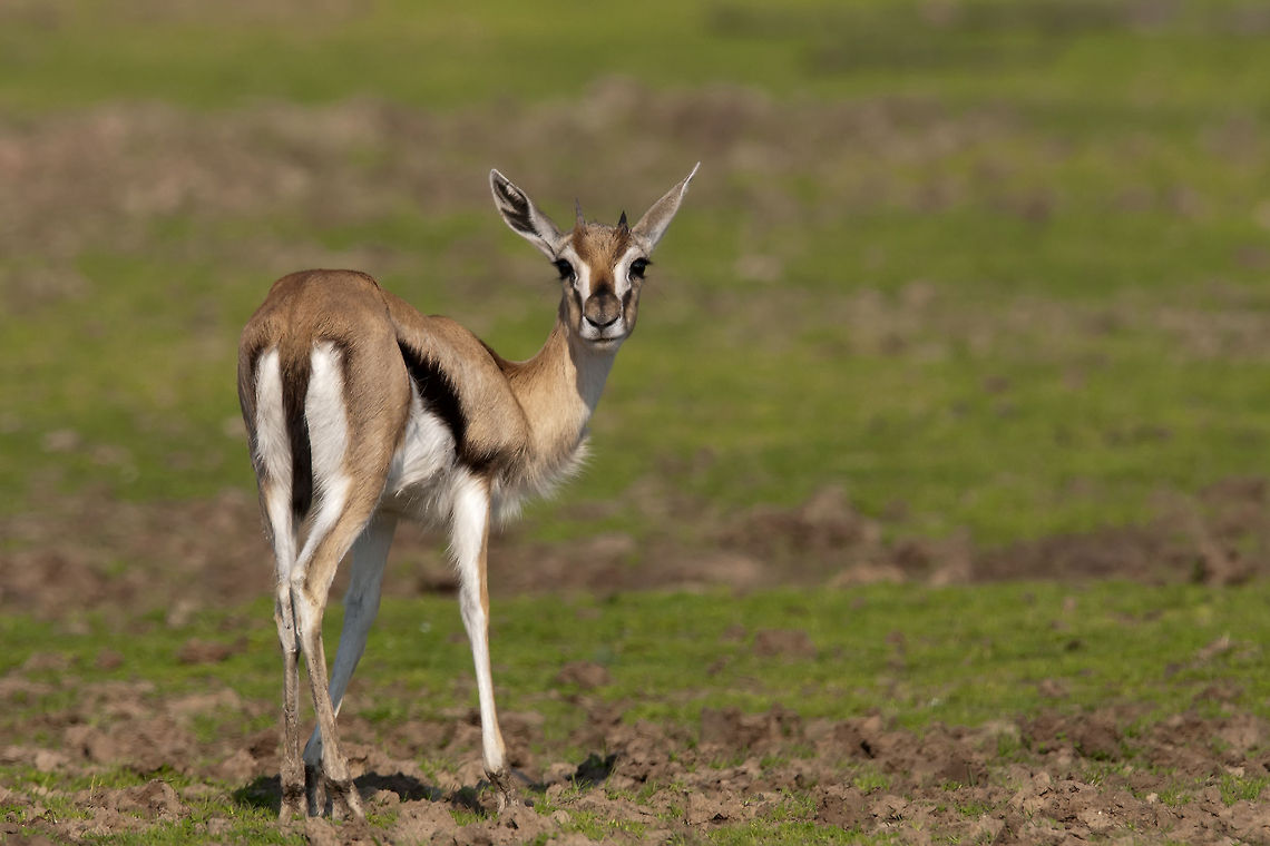 Gazella thomsonii  Eudorcas thomsonii,Geotagged,Israel,Thomsons gazelle