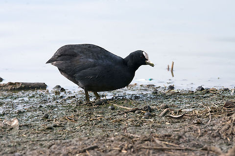 Eurasian Coot  Eurasian Coot,Fulica atra,Geotagged,Israel