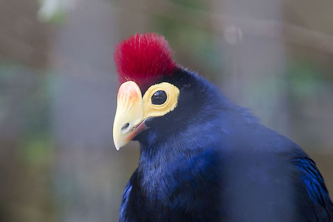Musophaga rossae  Geotagged,Israel,Musophaga rossae,Rosss Turaco