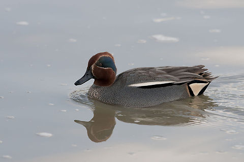Common Teal  Anas crecca,Eurasian Teal,Geotagged,Israel