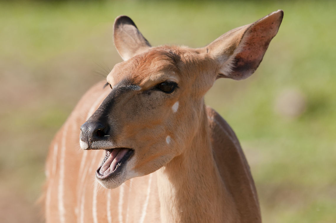 Tragelaphus_angasi  Geotagged,Israel,Nyala,Nyala angasii