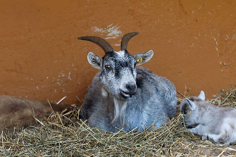 Pygmy Goat  Capra aegagrus hircus,Domestic Goat,Geotagged,Israe,lPygmy Goat