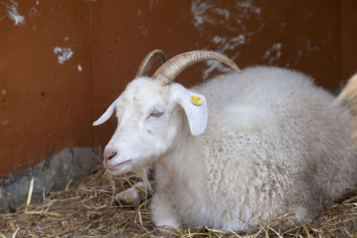 Angora_Goat  Angora Goat,Capra aegagrus hircus,Domestic Goat,Geotagged,Israel