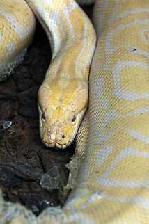 Python molurus  Geotagged,Israel,Python molurus