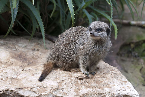 Suricata_suricatta  Geotagged,Israel,Meerkat,Suricata suricatta