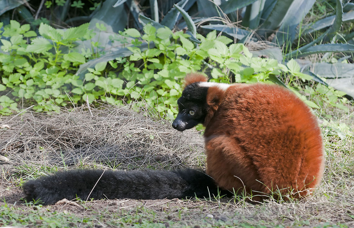 Red Ruffed Lemur  Geotagged,Israel,Red ruffed lemur,Varecia rubra