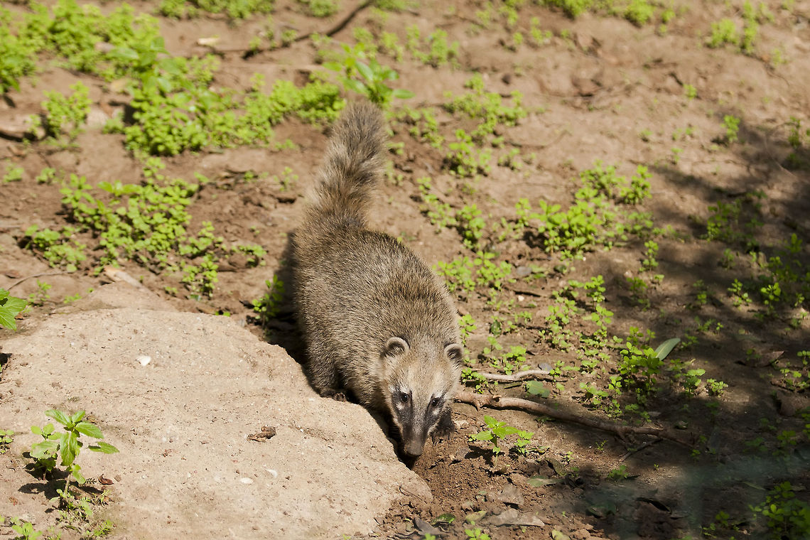 Nasua nasua  Geotagged,Israel,Nasua nasua,South American Coati