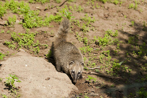 Nasua nasua  Geotagged,Israel,Nasua nasua,South American Coati
