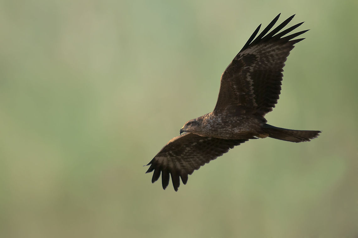 Black ...  Black Kite,Geotagged,Israel,Milvus migrans