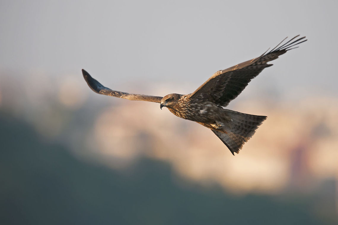 kite....  Black Kite,Geotagged,Israel,Milvus migrans