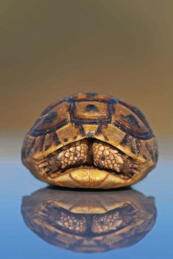 Armored turtle shell A very small turtle shell with reflection. Geotagged,Israel,Reptiles,Spur-thighed tortoise,Testudines,Testudo graeca,Turtle
