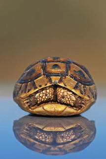 Armored turtle shell A very small turtle shell with reflection. Geotagged,Israel,Reptiles,Spur-thighed tortoise,Testudines,Testudo graeca,Turtle