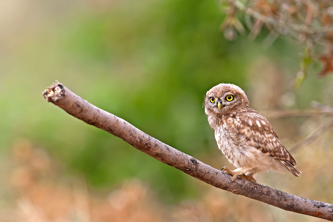 Little owls: cute but predator An owl sits on a branch on the lookout for the next meal. Athene noctua,Birds,Geotagged,Israel,Little  Owl,Owl