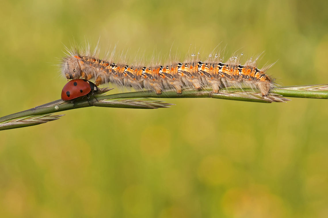 Ladybug collides with caterpillar Ladybird meets caterpillar going different directions on a branch. Rules of the road suggests that one of them gives way.  7-spot Ladybird,Caterpillar,Coccinella septempunctata,Geotagged,Insects,Israel,Ladybug