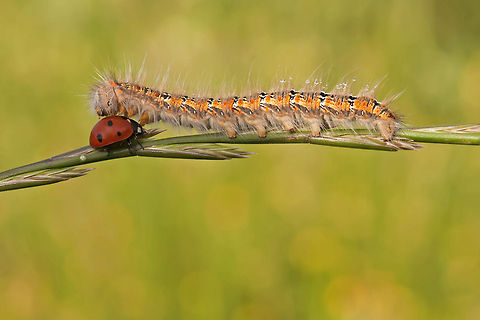 Ladybug collides with caterpillar Ladybird meets caterpillar going different directions on a branch. Rules of the road suggests that one of them gives way.  7-spot Ladybird,Caterpillar,Coccinella septempunctata,Geotagged,Insects,Israel,Ladybug