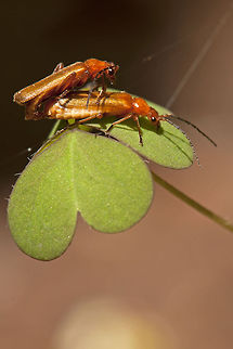 Two insects on a honeymoon Two insects on a leave going up close and personal. Cantharidae,Geotagged,Insects,Israel,Testudines,soldier beetle