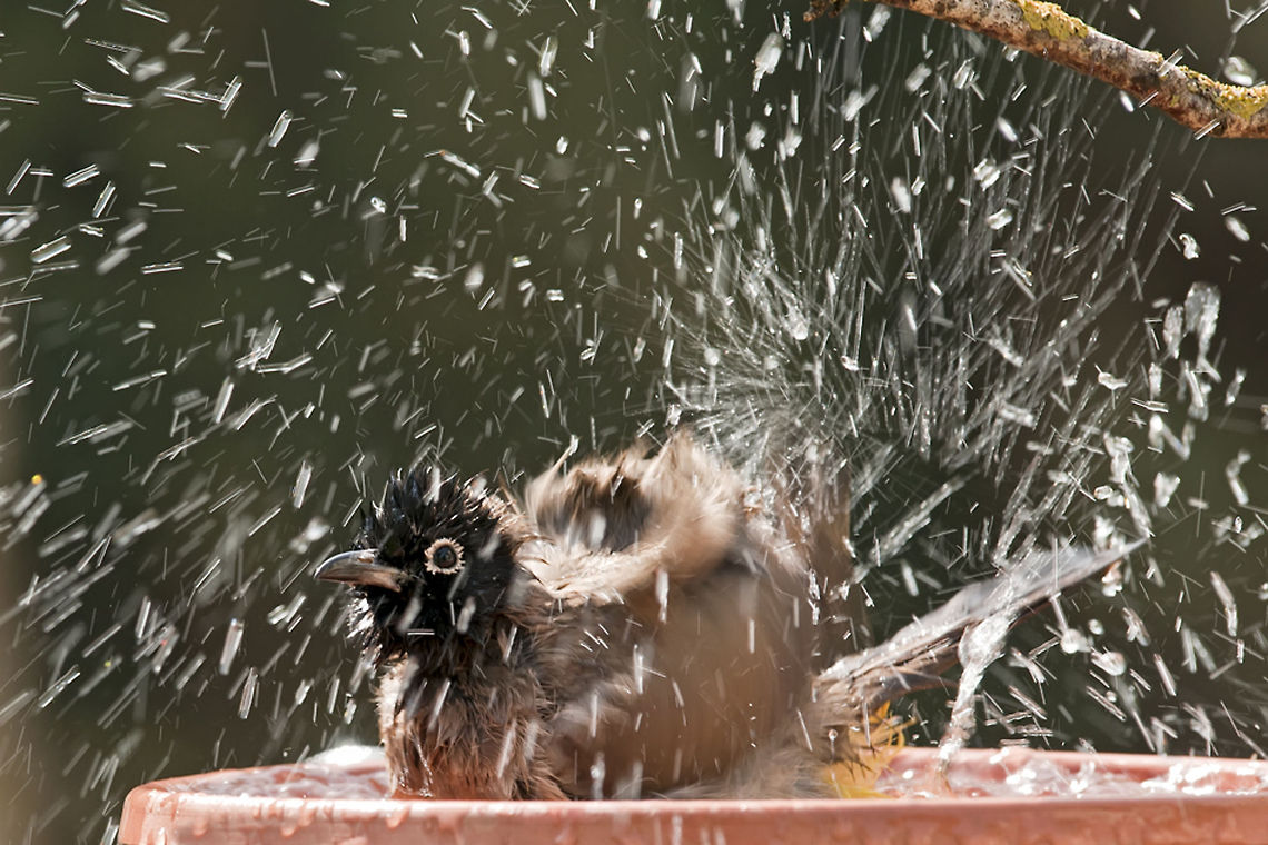 yellow-vented bulbul takes a shower Little bulbul takes a wild shower in the garden. Birds,Geotagged,Israel,Pycnonotus xanthopygos,Raindrops,Testudines,White-Spectacled bulbul