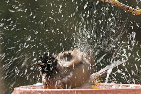 yellow-vented bulbul takes a shower Little bulbul takes a wild shower in the garden. Birds,Geotagged,Israel,Pycnonotus xanthopygos,Raindrops,Testudines,White-Spectacled bulbul