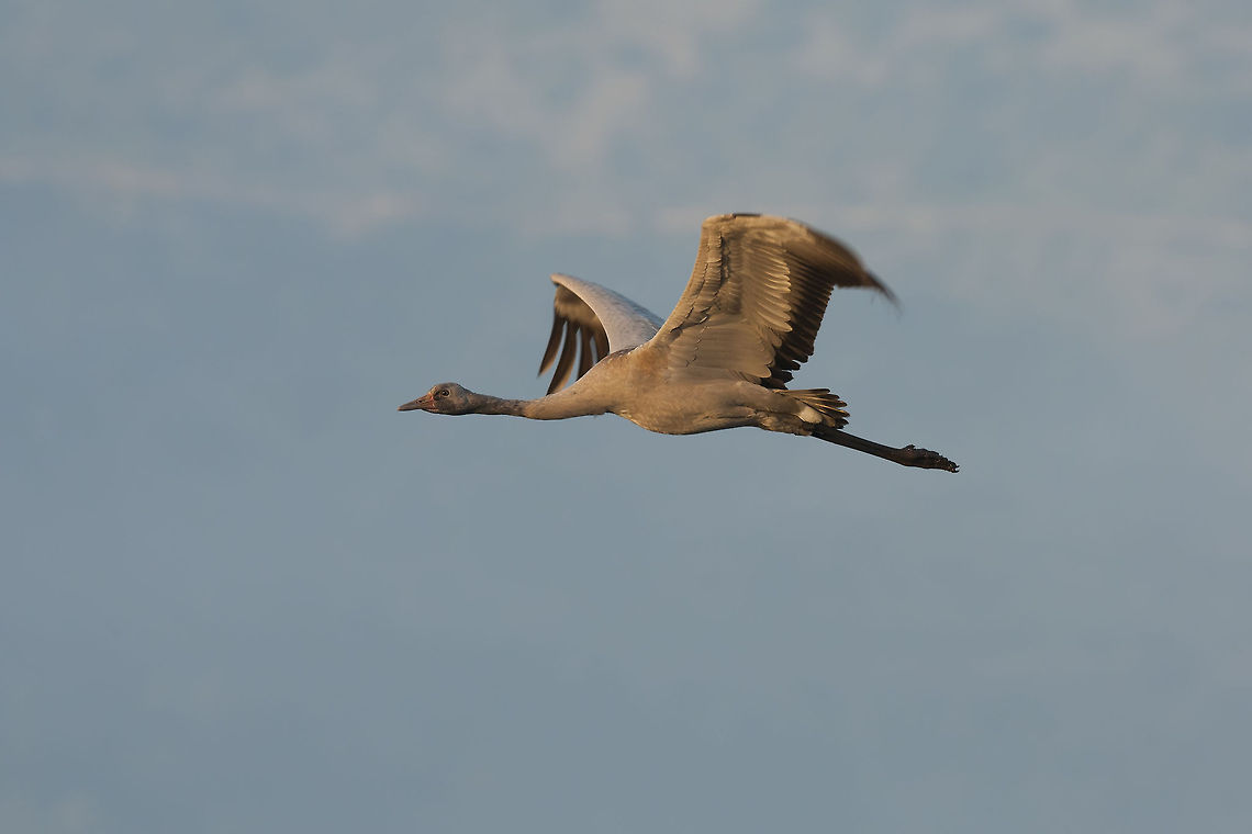 Grus  Common Crane,Geotagged,Grus grus,Israel