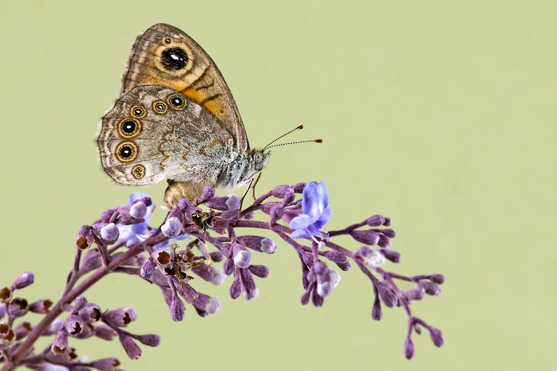 Butterfly with lots of eyes A butterfly sits on a flower with closed wings clearly showing multiple fake eye patches. Butterfly,Geotagged,Insects,Israel,Large Wall Brown,Lasiommata maera
