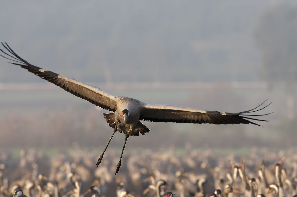 Cranes Tens of thousands of Cranes gather to feed at dawn (Agamon Hula Ornithology and Nature Park, northern Israel) Common Crane,Geotagged,Grus grus,Israel