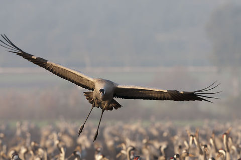 Cranes Tens of thousands of Cranes gather to feed at dawn (Agamon Hula Ornithology and Nature Park, northern Israel) Common Crane,Geotagged,Grus grus,Israel