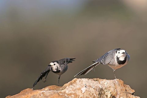 White Wagtail morning exercise Two white wagtails do a morning exercise by standing on one leg. Birds,Geotagged,Israel,Motacilla alba,White Wagtail