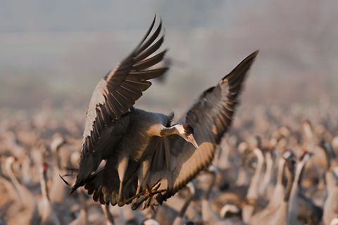 Gruidae  Common Crane,Geotagged,Grus grus,Israel