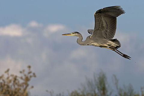 Heron in impressive flight Sideview of a large Heron in flight. Ardea cinerea,Aves,Birds,Flight,Geotagged,Grey Heron,Heron,Israel
