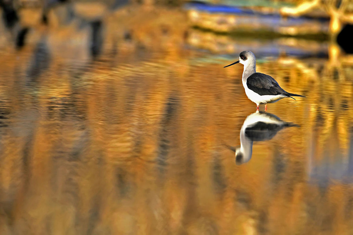 Gold color Black and white bird in water colored golden by the sun. Birds,Black-winged Stilt,Geotagged,Himantopus himantopus,Israel,Testudines