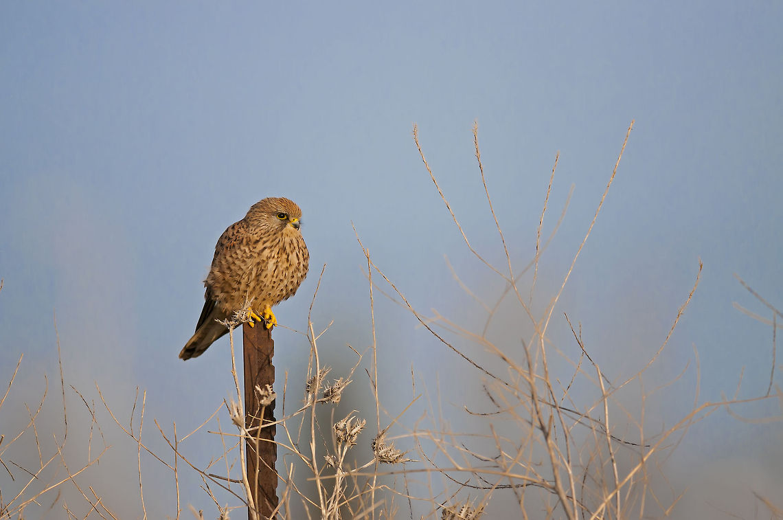 Falco tinnunculus  Common Kestrel,Falco tinnunculus,Geotagged,Israel