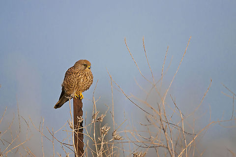 Falco tinnunculus  Common Kestrel,Falco tinnunculus,Geotagged,Israel
