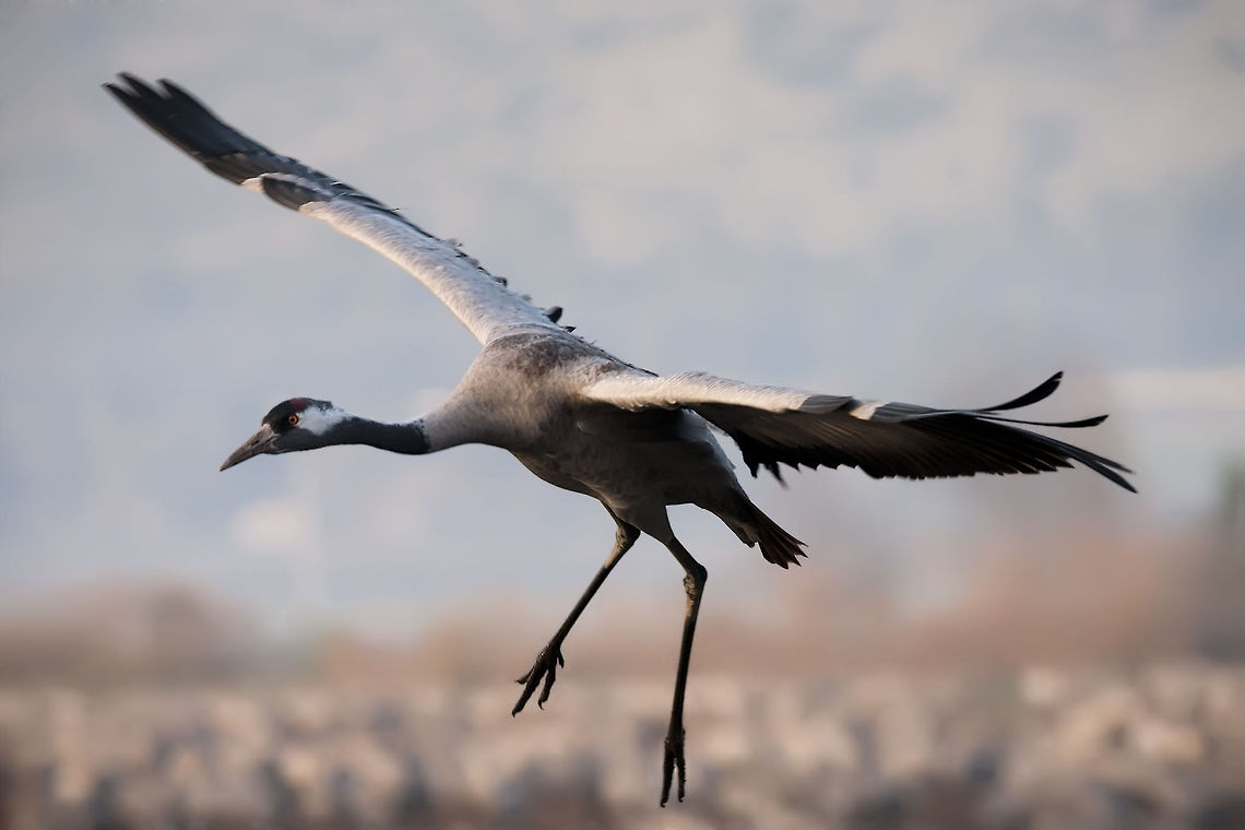 Gruiformes  Common Crane,Geotagged,Grus grus,Israel