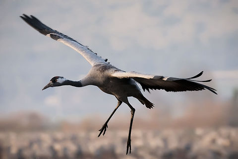 Gruiformes  Common Crane,Geotagged,Grus grus,Israel