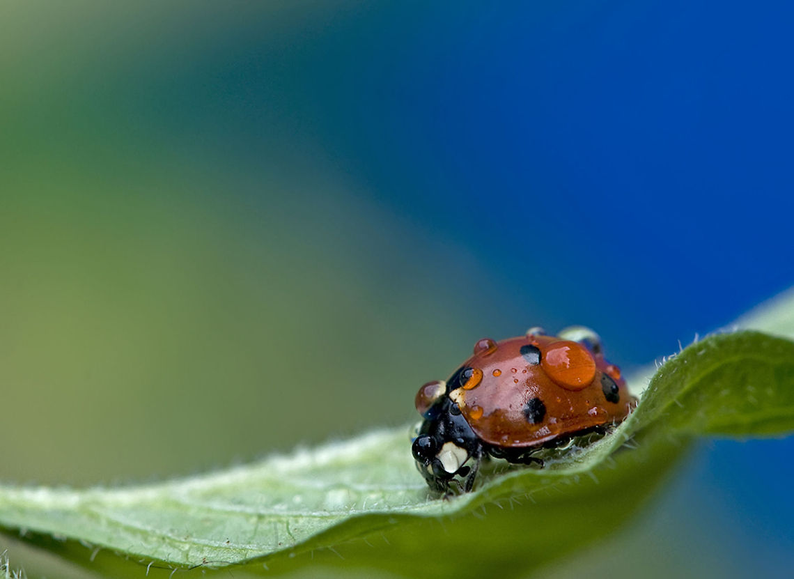 Ladybug Green wave A ladybird, speckled with drops of water, on a wavy leaf. 7-spot Ladybird,Coccinella septempunctata,Coleoptera,Geotagged,Insects,Israel,Ladybug,Macro,Raindrops
