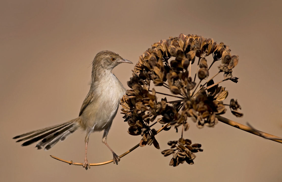 Graceful Prinia (Prinia gracilis) Graceful Prinia tries to pick the seeds from a dry plant. Birds,Graceful Prinia,Prinia gracilis,Testudines,Warbler