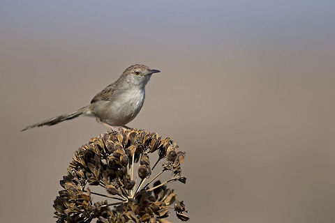 Graceful Prinia A Graceful Prinia sits on top of a dry plant. Birds,Graceful Prinia,Prinia gracilis,Testudines