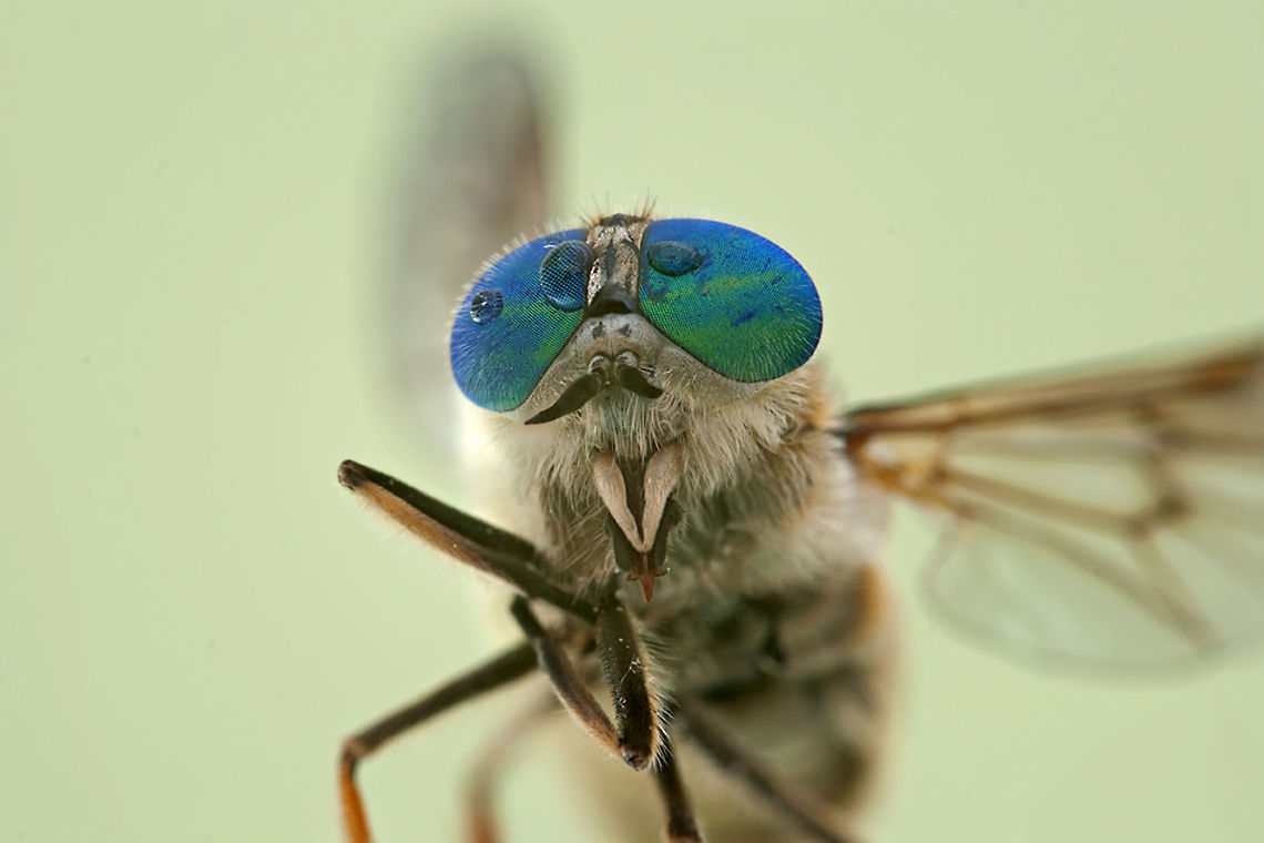 Big-eyed Fly Closeup of a fly showing it&#039;s iridescent eyes. Insects,Macro,compound eye