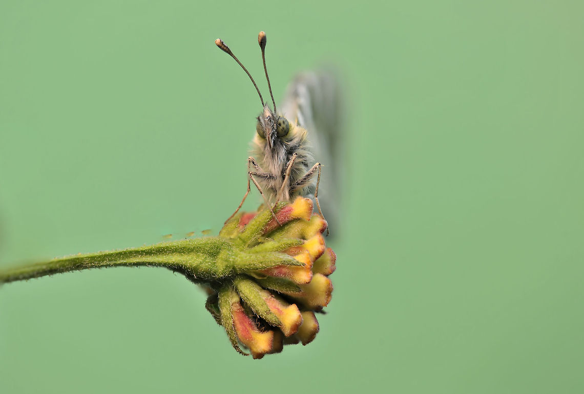 Euchloe belemia Focus Stacking - 66 image . Euchloe belemia,Geotagged,Green-striped White,Israel