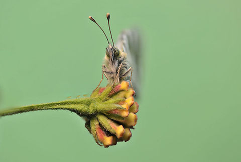 Euchloe belemia Focus Stacking - 66 image . Euchloe belemia,Geotagged,Green-striped White,Israel