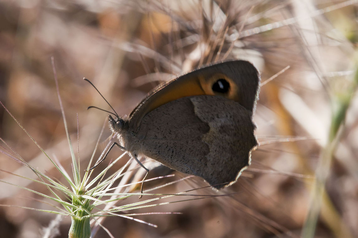 Maniola telmessia  Geotagged,Israel,Maniola telmessia