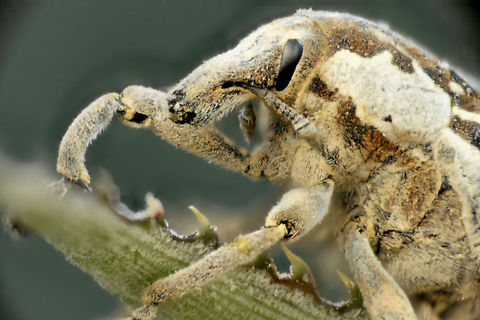 Weevil  Geotagged,Israel,Weevil