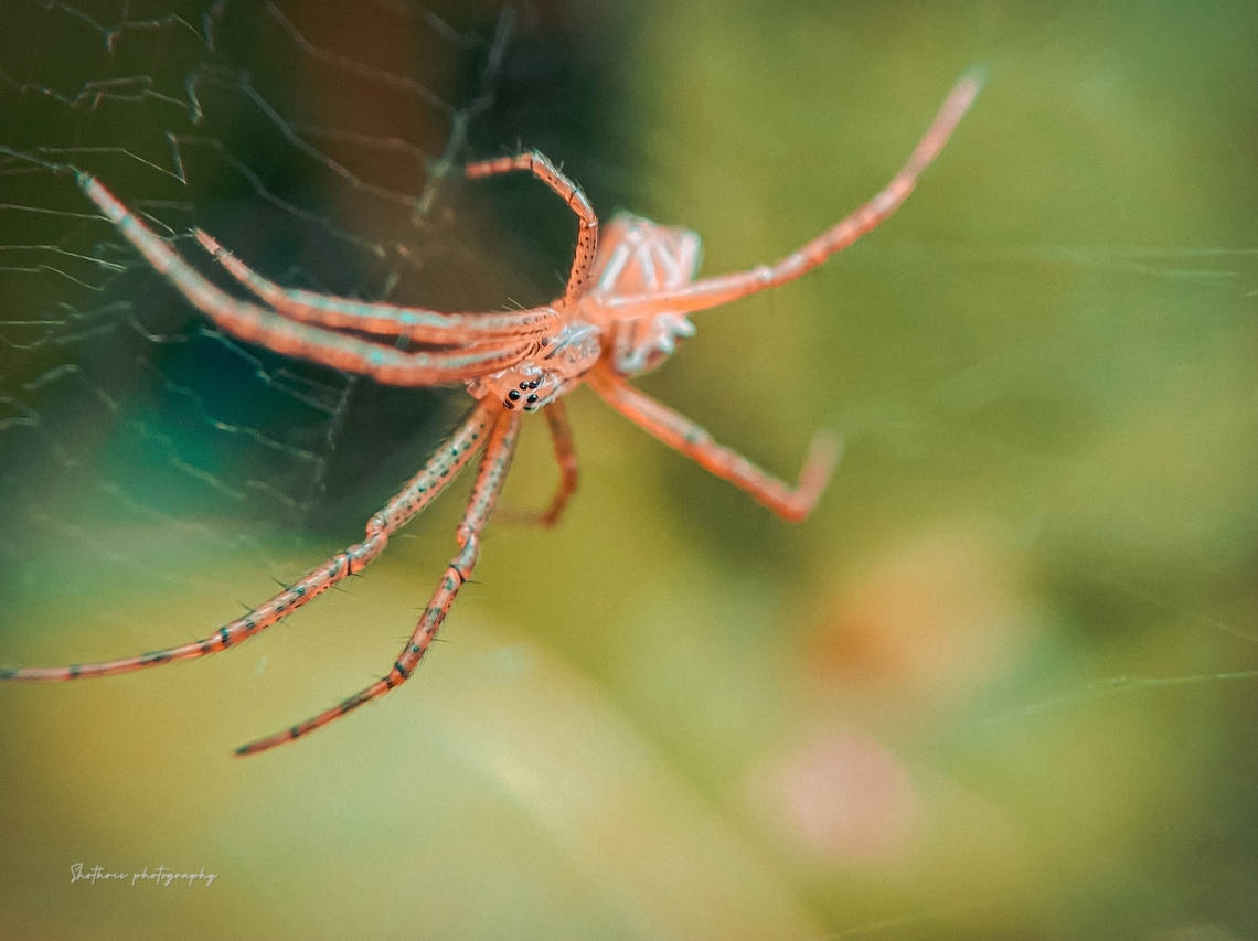 Argiope bruennichi Argiope bruennichi, or the wasp spider, is a striking arachnid found across Europe and parts of Asia. Known for its distinct yellow and black striped abdomen and intricate web patterns, it&#039;s a marvel of nature&#039;s design. Despite its formidable appearance, it&#039;s harmless to humans and contributes to pest control in ecosystems. Argiope bruennichi,Wasp spider