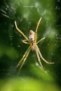 Argiope bruennichi Argiope bruennichi, or the wasp spider, is a striking arachnid found across Europe and parts of Asia. Known for its distinct yellow and black striped abdomen and intricate web patterns, it's a marvel of nature's design. Despite its formidable appearance, it's harmless to humans and contributes to pest control in ecosystems. Argiope bruennichi,Geotagged,Spring,Sri Lanka,Wasp spider